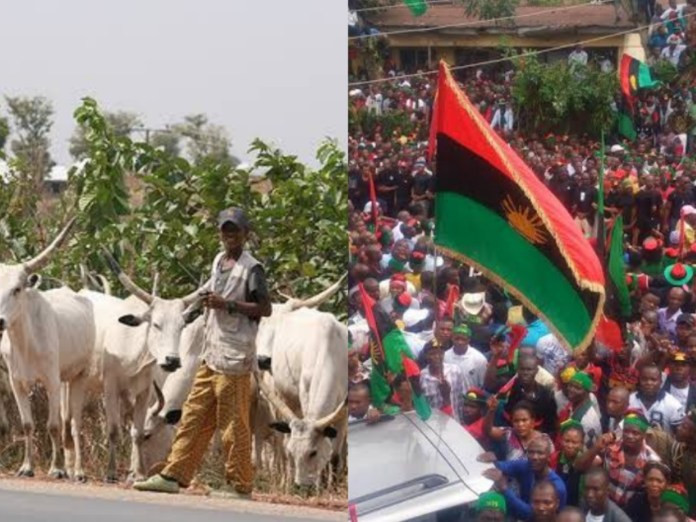 IPOB Bans Rearing And Consumption Of ‘Fulani’ Cattle In South-East, Nigeria | MarvelTvUpdates