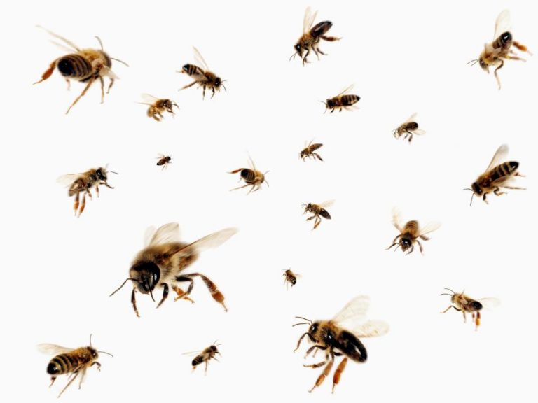 Man Allegedly Stung By Swarms Of Bees While Having Sex With A Married Woman | MarvelTvUpdates