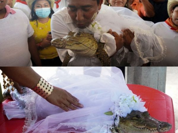 Man Marries Alligator Dressed In White Wedding Gown And Kisses It In Front Of Guests | MarvelTvUpdates