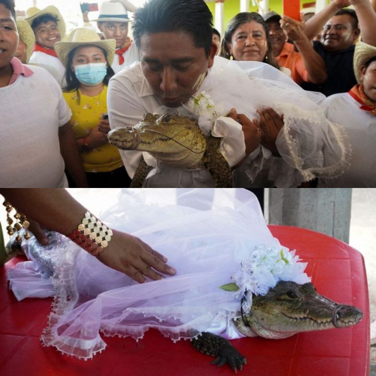 Man Marries Alligator Dressed In White Wedding Gown And Kisses It In Front Of Guests | MarvelTvUpdates