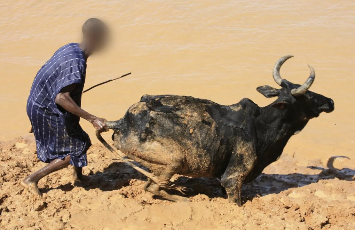 Boy Dies While Trying To Rescue Cow In Jigawa | MarvelTvUpdates