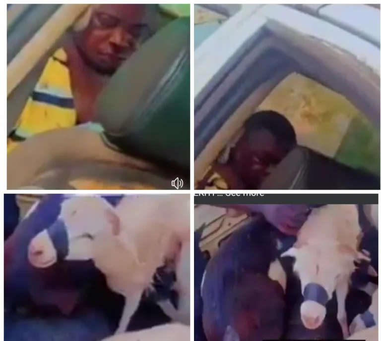 Three Men Docked For Allegedly Stealing Goats In Ekiti (VIDEO) | MarvelTvUpdates