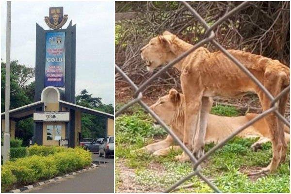 TRAGIC: Tears As Hungry Lion Kills OAU Veterinary Staff | MarvelTvUpdates