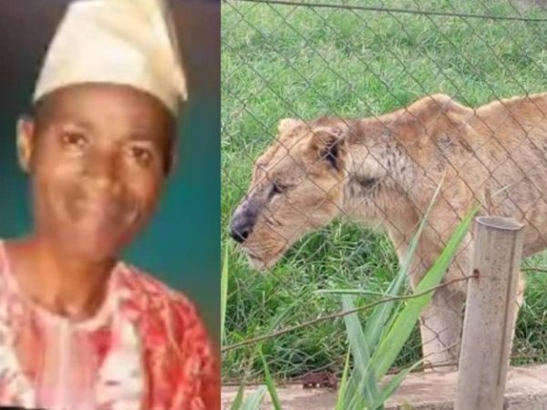 [VIDEO]: Hunters Gun Down Lion Responsible For Killing OAU Staff | MarvelTvUpdates