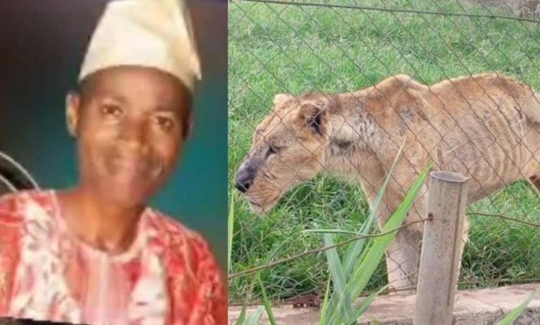 [VIDEO]: Hunters Gun Down Lion Responsible For Killing OAU Staff | MarvelTvUpdates