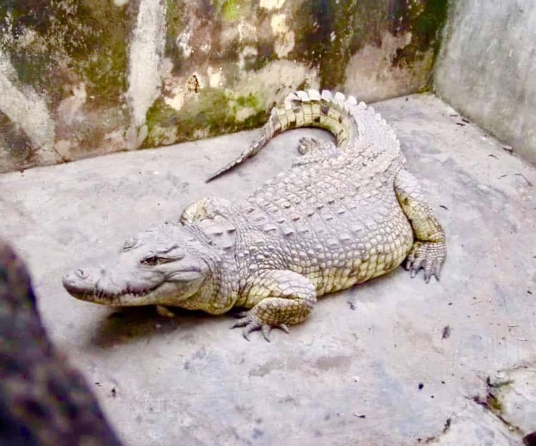 84-Year-Old Legendary Crocodile At Delesolu Compound In Ibadan Dies | MarvelTvUpdates