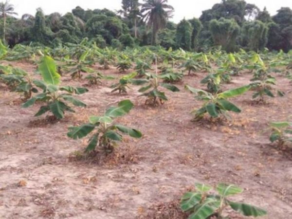 Northern Farmers Pay Bandits Up To N100,000 For Approval To Farm | MarvelTvUpdates 