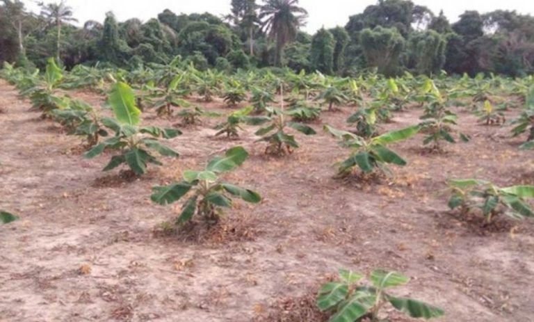 Northern Farmers Pay Bandits Up To N100,000 For Approval To Farm | MarvelTvUpdates 