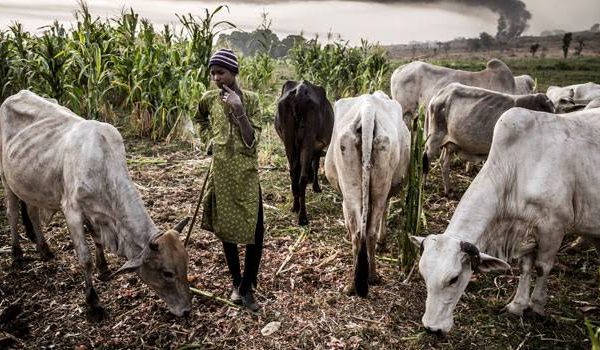 Nigeria Senate Passes Bill Regulating Cattle Rearing Business In Nigeria | MarvelTvUpdates