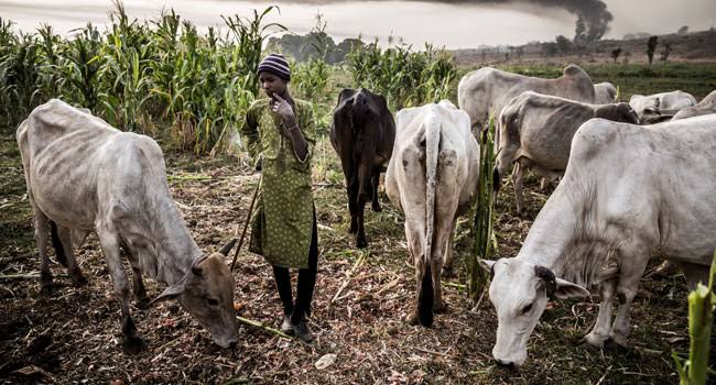 Nigeria Senate Passes Bill Regulating Cattle Rearing Business In Nigeria | MarvelTvUpdates