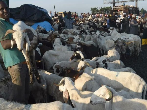 ‘We Need Help People Are Not Buying Sallah Ram’ — Ram Sellers Cries Out | MarvelTvUpdates