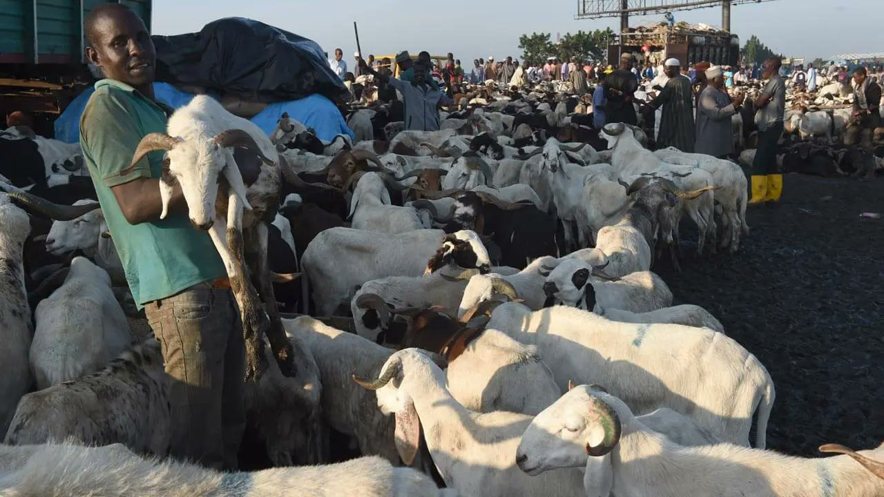 ‘We Need Help People Are Not Buying Sallah Ram’ — Ram Sellers Cries Out | MarvelTvUpdates