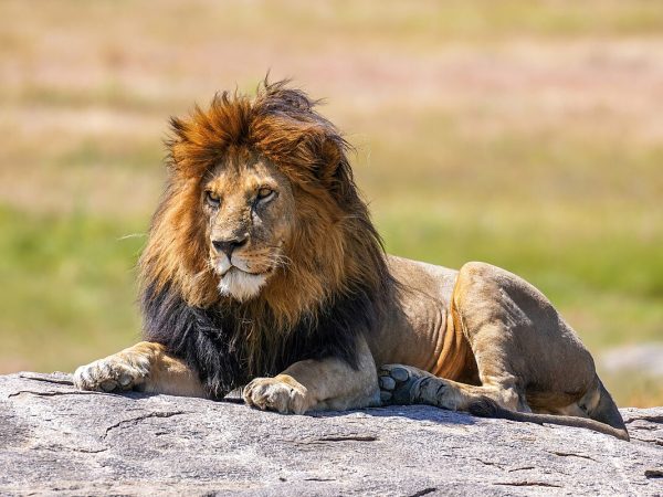 Lion Kills Handler At Obasanjo Presidential Library’s Zoo In Abeokuta | MarvelTvUpdates