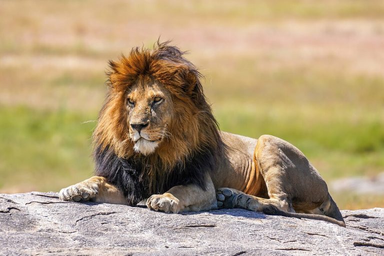 Lion Kills Handler At Obasanjo Presidential Library’s Zoo In Abeokuta | MarvelTvUpdates