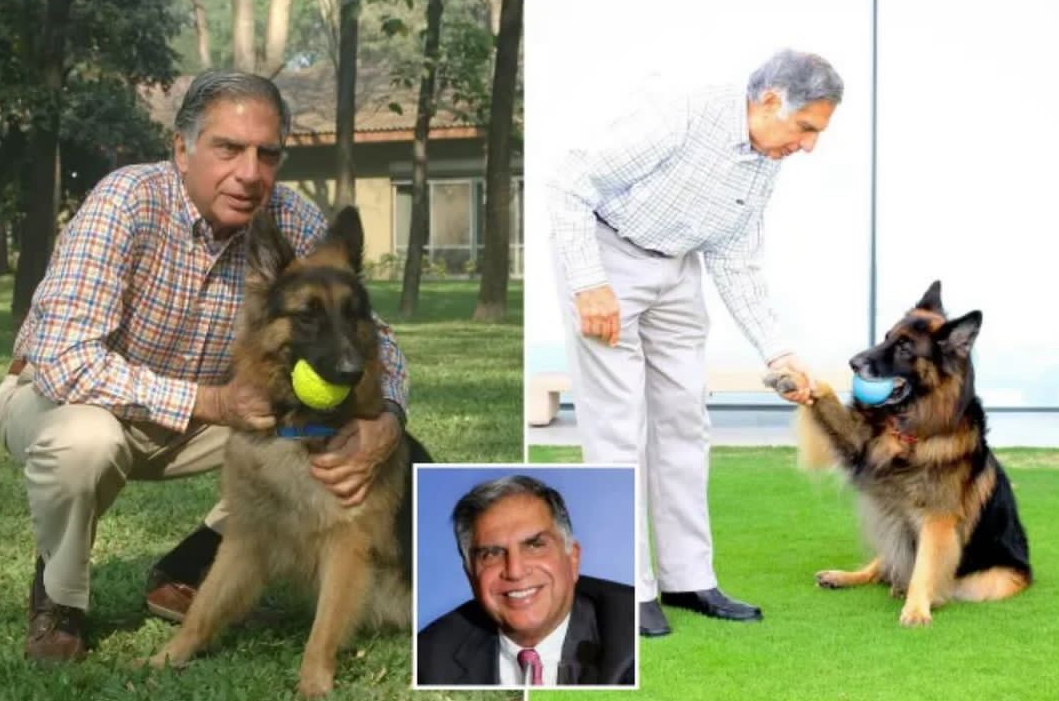 Indian Billionaire Wills £91m Fortune To His Dog | MarvelTvUpdates