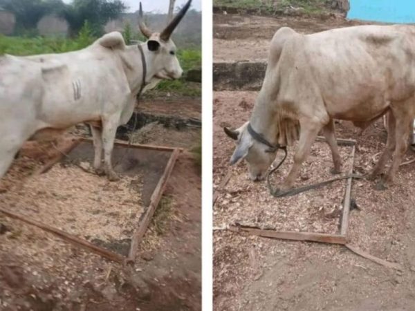 Suspected Thieves Steal CCC Church Anniversary Cows in Ibadan | MarvelTvUpdates