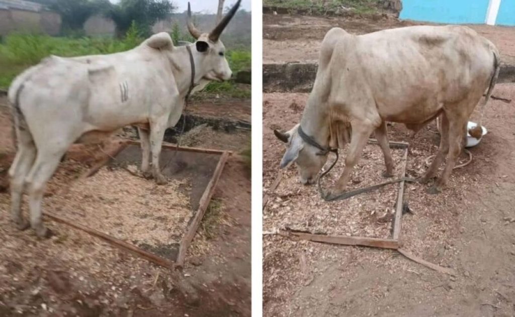 Suspected Thieves Steal CCC Church Anniversary Cows in Ibadan | MarvelTvUpdates